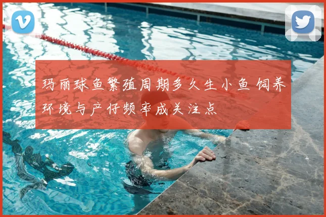 玛丽球鱼繁殖周期多久生小鱼 饲养环境与产仔频率成关注点