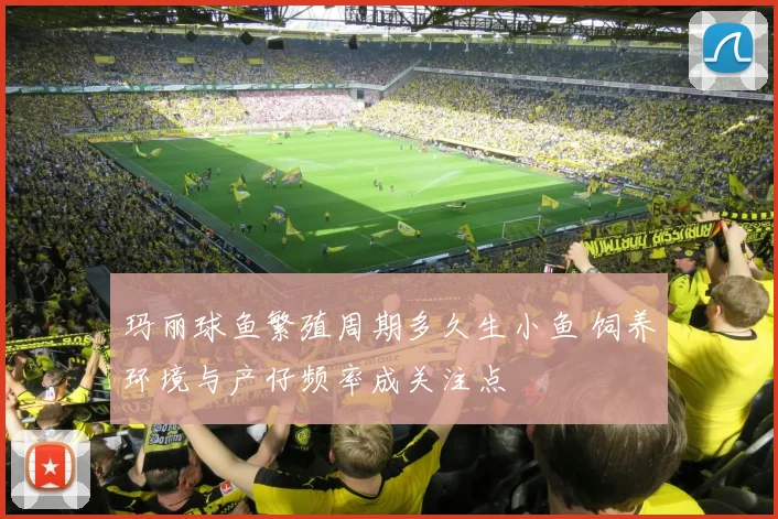 玛丽球鱼繁殖周期多久生小鱼 饲养环境与产仔频率成关注点